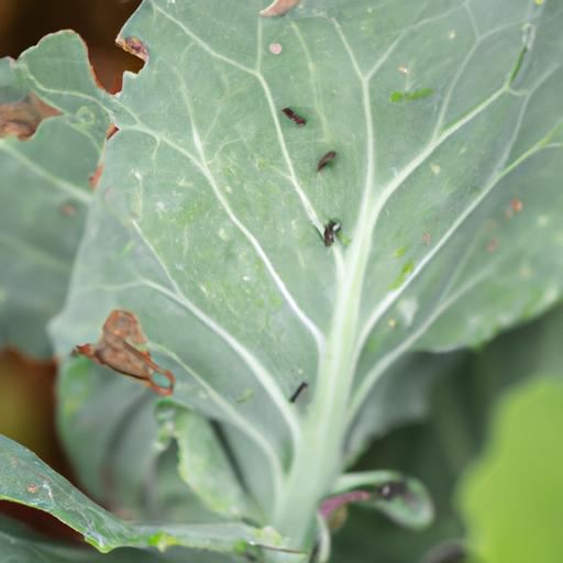 An aphid infestation causing damage to a cabbage plant