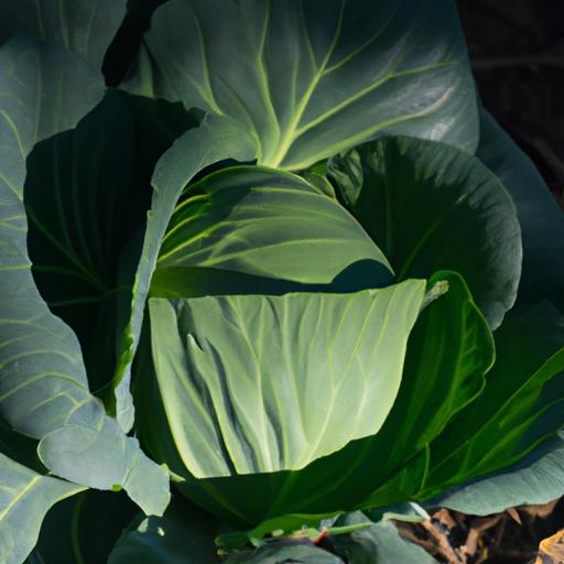 Cabbage plants can grow in partial shade, but it's important to monitor their growth and adjust sunlight exposure accordingly.