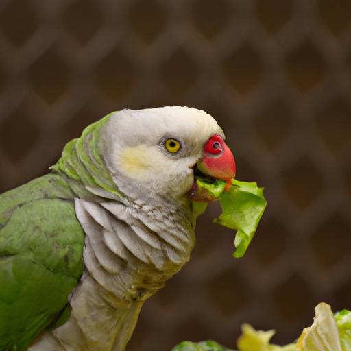 Can Parrots Eat Cabbage