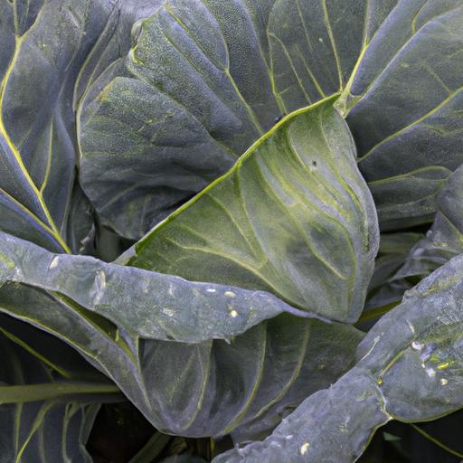 Cabbage requires consistent moisture to grow, making it an ideal crop for areas with high rainfall.