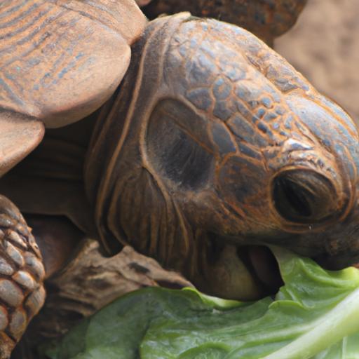 Cabbage can be a tasty treat for tortoises, but it's important to feed it in moderation to avoid potential digestive issues.