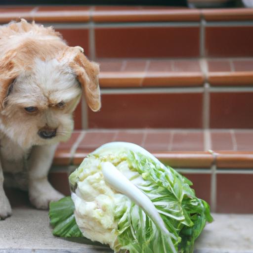 This picky pup is turning their nose up at a plate of Napa cabbage, but is it better if they don't eat it?