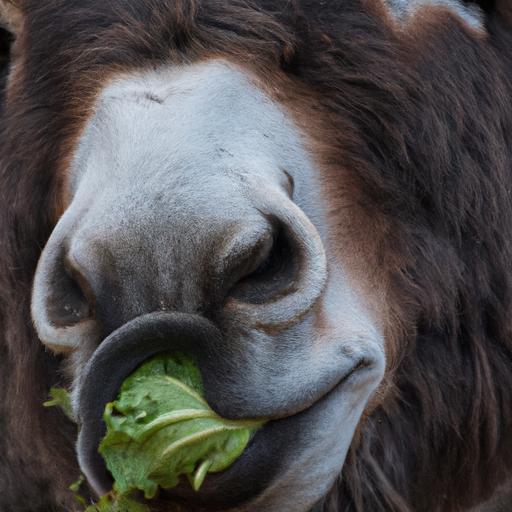 A donkey enjoying a healthy snack of cabbage.