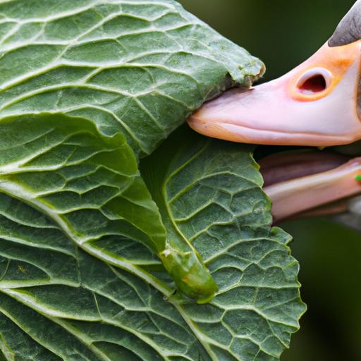 Cabbage leaves can provide a satisfying crunch for ducks.