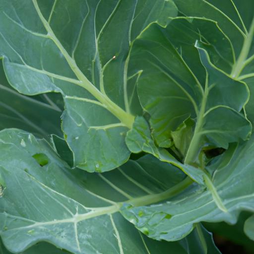 Discover the nutritional value of gombo cabbage in its natural habitat