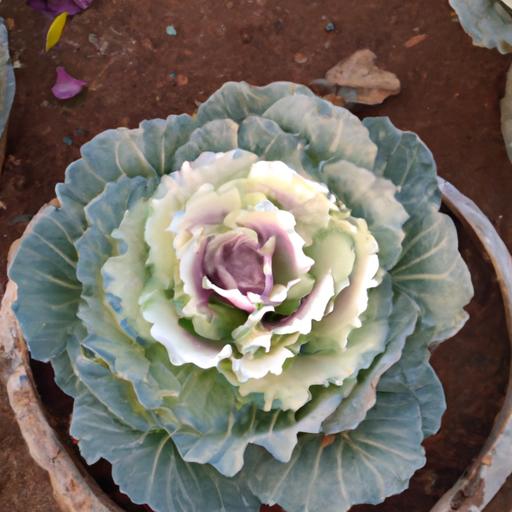A healthy cabbage plant grown from a scrap