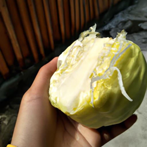 How To Grow Cabbage From Scraps