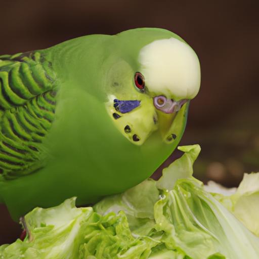 A parakeet happily munches on a leaf of cabbage, a safe and nutritious vegetable