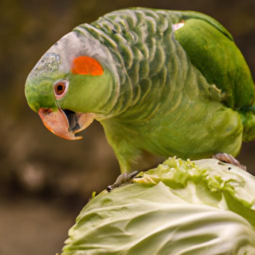 While cabbage can be a healthy addition to a parrot's diet, it's important to avoid overfeeding