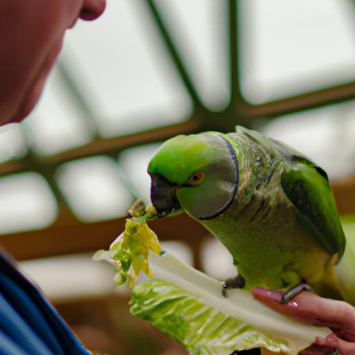 A person carefully feeds their parakeet a small piece of cabbage