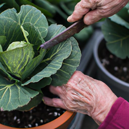 A gardener with a green thumb pruning their potted cabbage for optimal growth