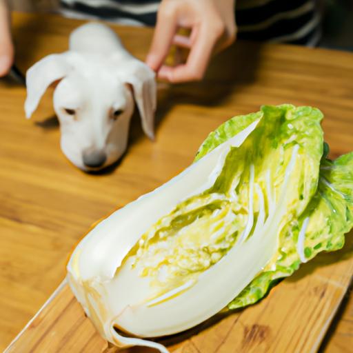 This pet owner is carefully washing and cutting Napa cabbage for their furry friend's meal.