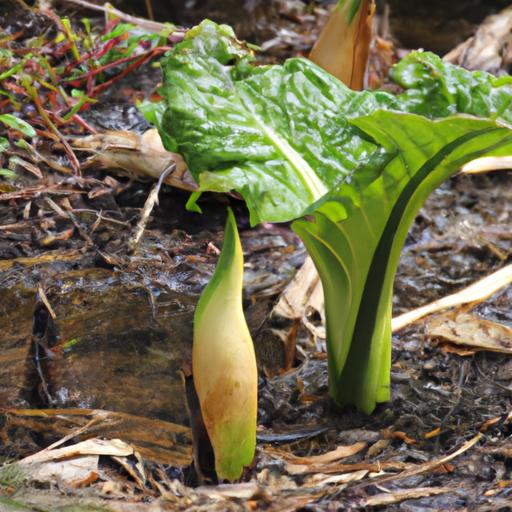 A skunk cabbage plant thrives in its natural habitat