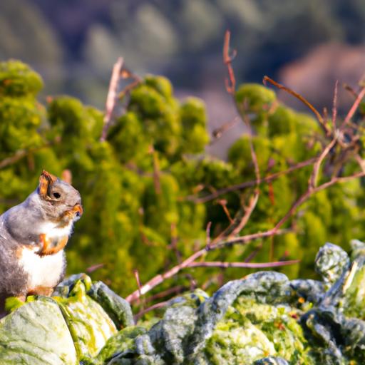 A squirrel considering whether to eat from the cabbage patch