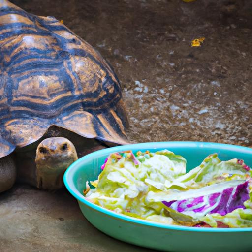 This tortoise seems unsure about the cabbage in front of it. While cabbage can be a nutritious food for tortoises, it's important to introduce new foods gradually.