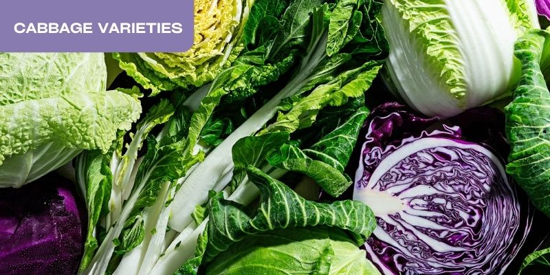 How to cut cabbage: Cabbage varieties