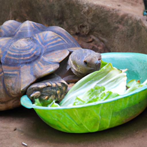 Can A Tortoise Eat Cabbage