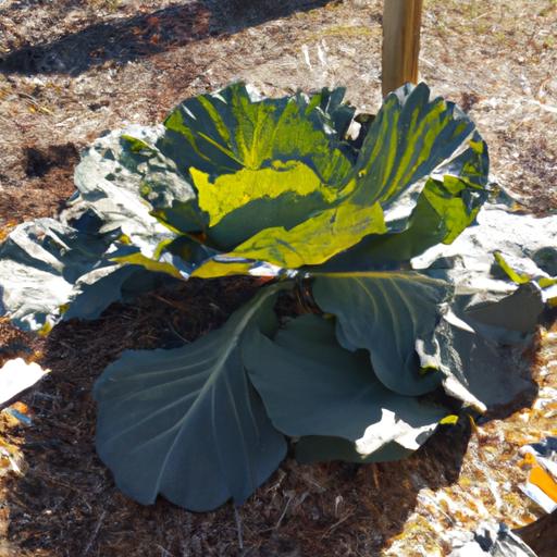How Much Sun Does Cabbage Need
